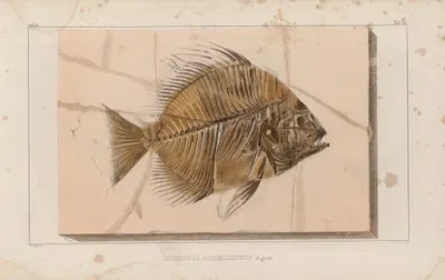 Recherches sur les poissons fossiles Pl.391 by Louis Agassiz, 1833-1843 — digital art print download
