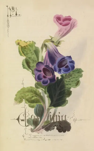 Gloxina by Paul Jerrard, 1857 — digital art print download