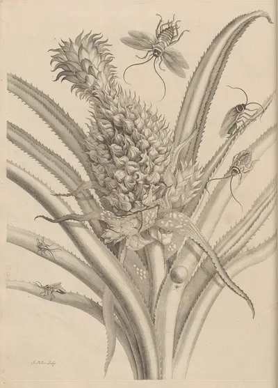 Dissertatio de generatione et metamorphosibus insectorum surinamensium Pl.01 by Maria Sibylla Merian, 1726 — digital art…