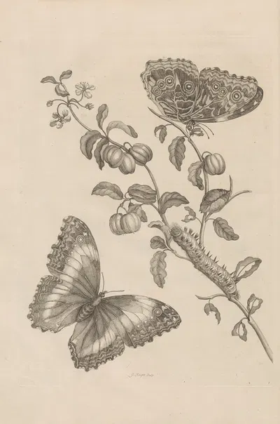 Dissertatio de generatione et metamorphosibus insectorum surinamensium Pl.07 by Maria Sibylla Merian, 1726 — digital art…