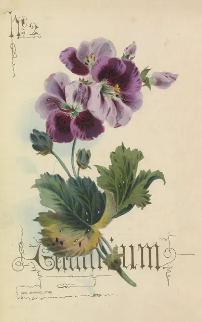 Geranium by Paul Jerrard, 1857 — digital art print download