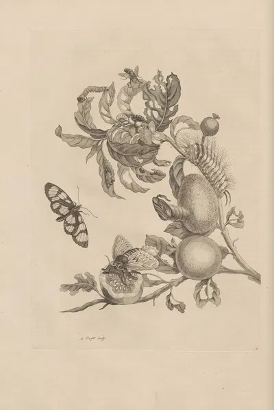 Dissertatio de generatione et metamorphosibus insectorum surinamensium Pl.19 by Maria Sibylla Merian, 1726 — digital art…