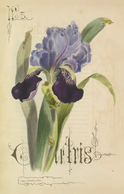 Garden Iris by Paul Jerrard, 1857 — digital art print download