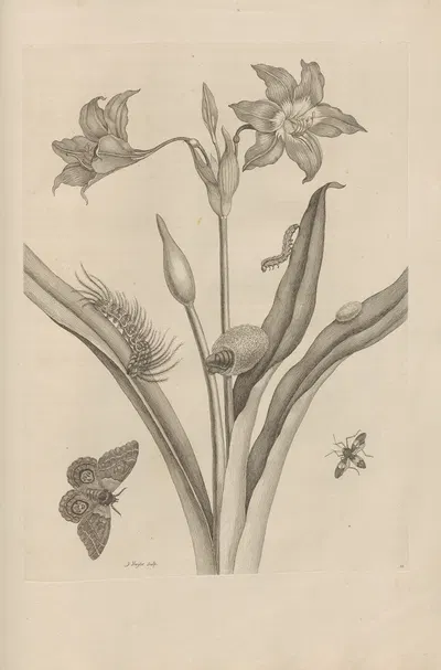 Dissertatio de generatione et metamorphosibus insectorum surinamensium Pl.22 by Maria Sibylla Merian, 1726 — digital art…
