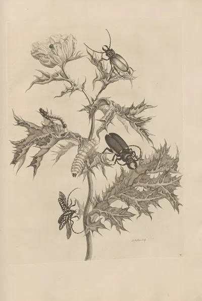Dissertatio de generatione et metamorphosibus insectorum surinamensium Pl.24 by Maria Sibylla Merian, 1726 — digital art…