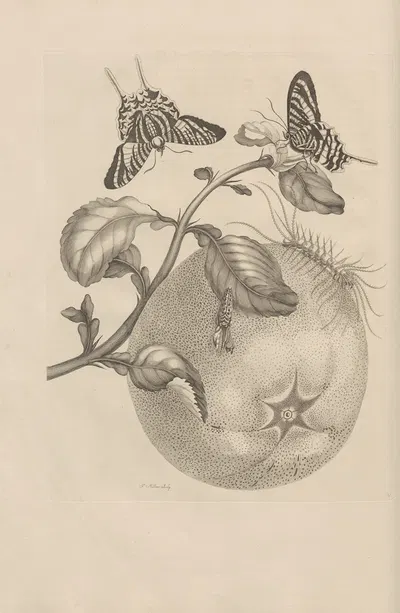 Dissertatio de generatione et metamorphosibus insectorum surinamensium Pl.29 by Maria Sibylla Merian, 1726 — digital art…