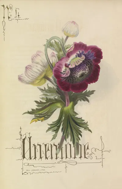 Anemone by Paul Jerrard, 1857 — digital art print download