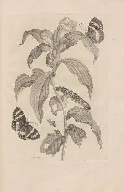 Dissertatio de generatione et metamorphosibus insectorum surinamensium Pl.36 by Maria Sibylla Merian, 1726 — digital art…