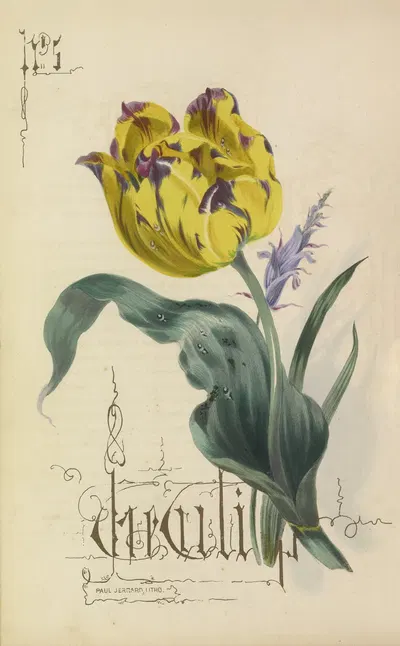 Tulip by Paul Jerrard, 1857 — digital art print download