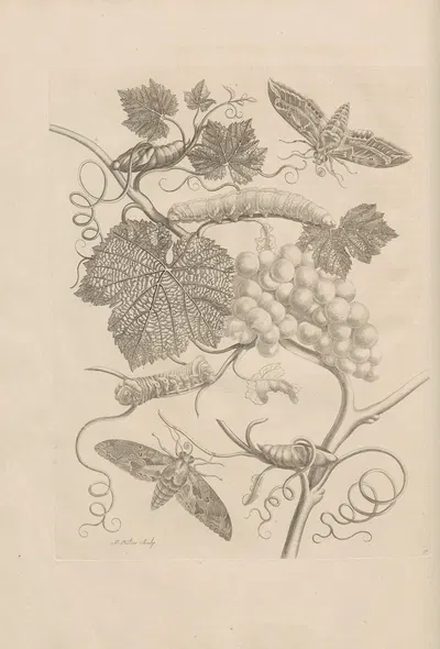 Dissertatio de generatione et metamorphosibus insectorum surinamensium Pl.47 by Maria Sibylla Merian, 1726 — digital art…