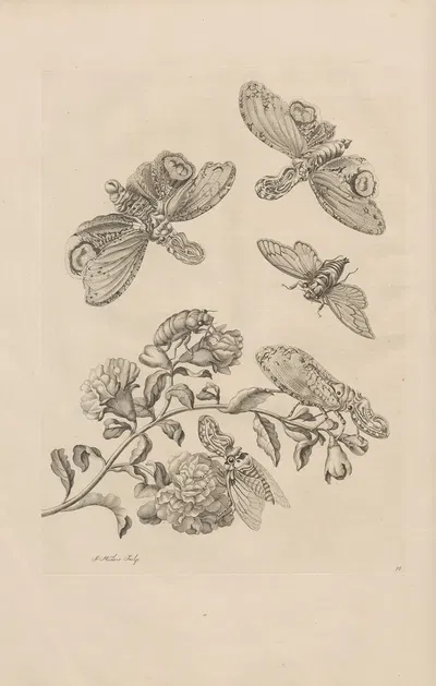 Dissertatio de generatione et metamorphosibus insectorum surinamensium Pl.49 by Maria Sibylla Merian, 1726 — digital art…