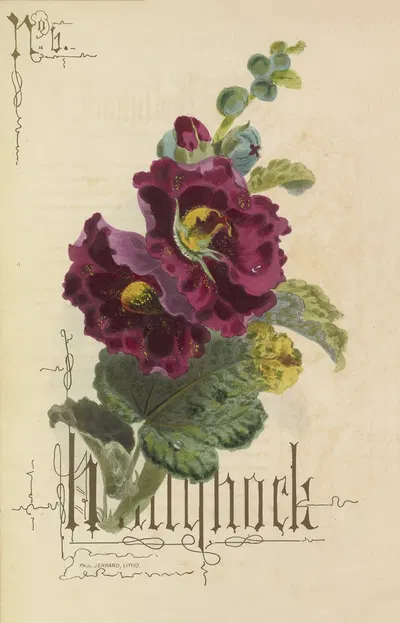 Hollyhock by Paul Jerrard, 1857 — digital art print download