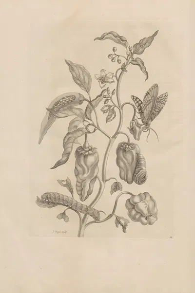 Dissertatio de generatione et metamorphosibus insectorum surinamensium Pl.55 by Maria Sibylla Merian, 1726 — digital art…