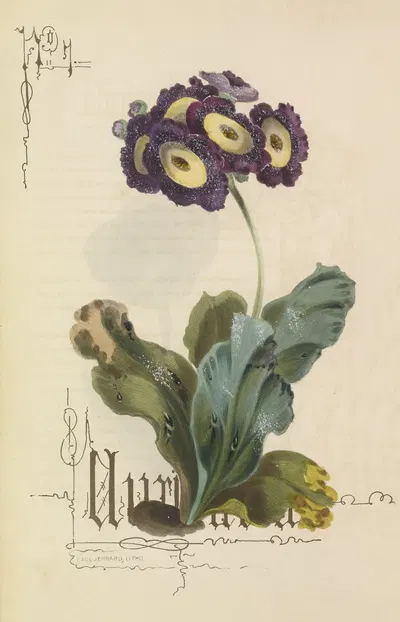 Auricula by Paul Jerrard, 1857 — digital art print download