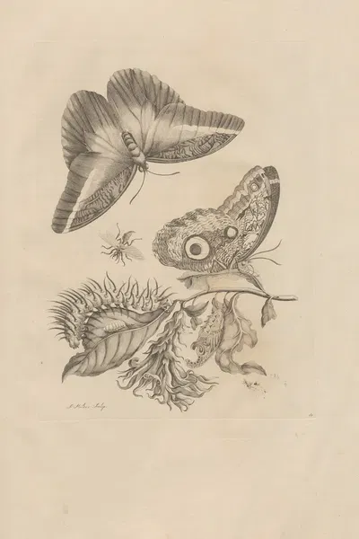 Dissertatio de generatione et metamorphosibus insectorum surinamensium Pl.60 by Maria Sibylla Merian, 1726 — digital art…