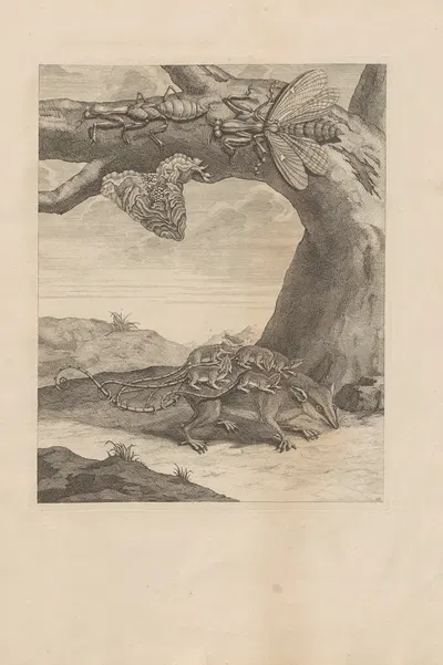 Dissertatio de generatione et metamorphosibus insectorum surinamensium Pl.66 by Maria Sibylla Merian, 1726 — digital art…