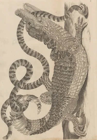 Dissertatio de generatione et metamorphosibus insectorum surinamensium Pl.69 by Maria Sibylla Merian, 1726 — digital art…