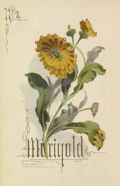 Marigold by Paul Jerrard, 1857 — digital art print download