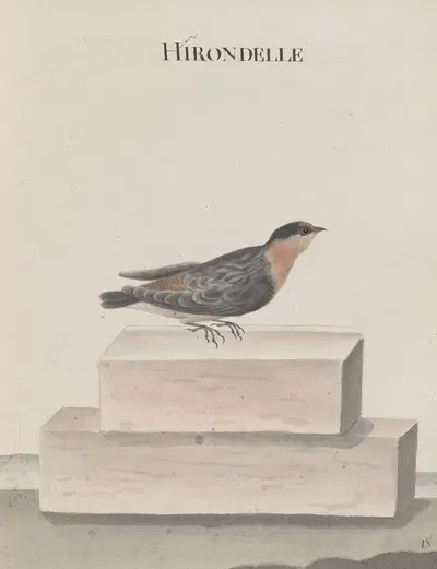 Natural history of Saint Domingue Pl.010 by René de Rabié, 1766 — digital art print download