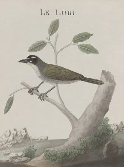 Natural history of Saint Domingue Pl.011 by René de Rabié, 1766 — digital art print download