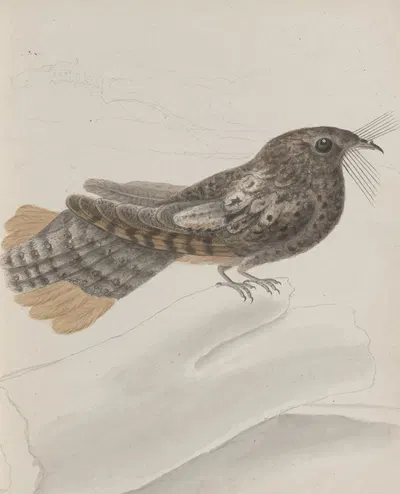 Natural history of Saint Domingue Pl.014 by René de Rabié, 1766 — digital art print download