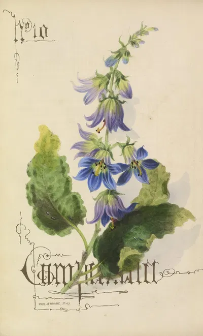 Companula by Paul Jerrard, 1857 — digital art print download