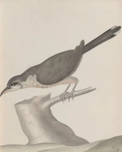 Natural history of Saint Domingue Pl.017 by René de Rabié, 1766 — digital art print download