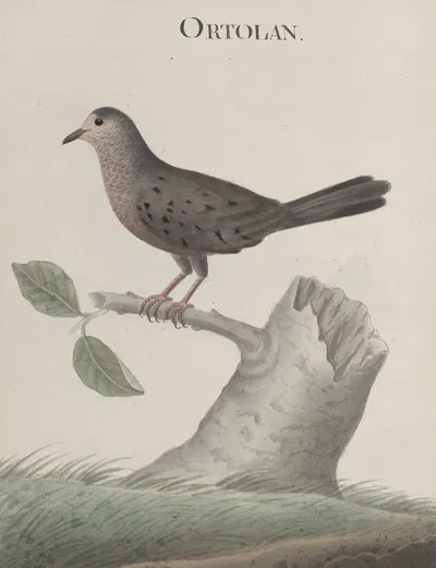 Natural history of Saint Domingue Pl.021 by René de Rabié, 1766 — digital art print download