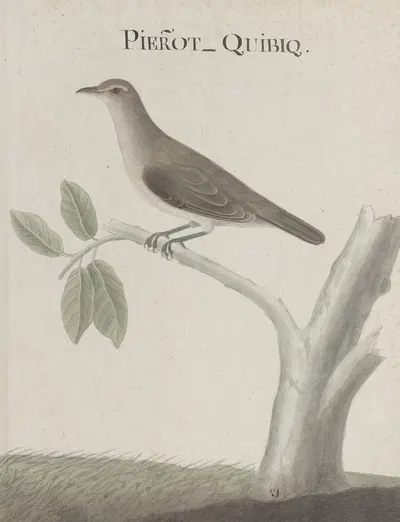 Natural history of Saint Domingue Pl.025 by René de Rabié, 1766 — digital art print download