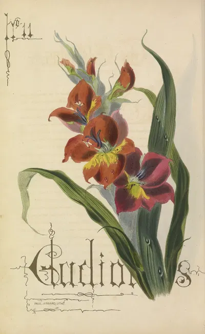 Gladiolus by Paul Jerrard, 1857 — digital art print download