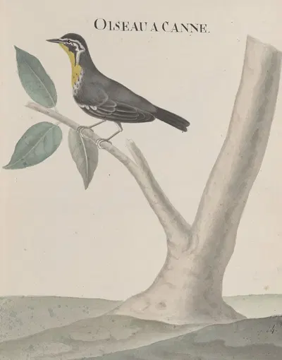 Natural history of Saint Domingue Pl.027 by René de Rabié, 1766 — digital art print download