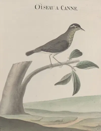 Natural history of Saint Domingue Pl.028 by René de Rabié, 1766 — digital art print download