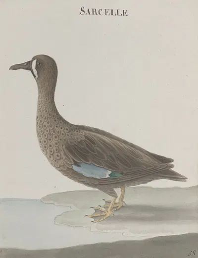 Natural history of Saint Domingue Pl.033 by René de Rabié, 1766 — digital art print download