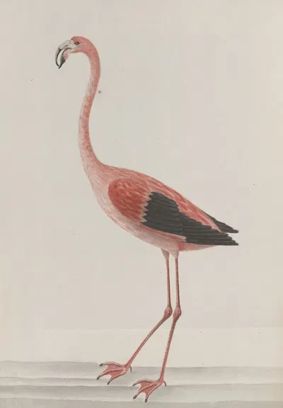 Natural history of Saint Domingue Pl.034 by René de Rabié, 1766 — digital art print download