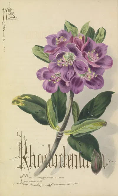 Rhododendron by Paul Jerrard, 1857 — digital art print download
