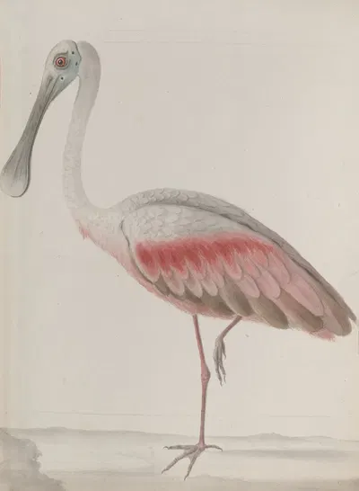 Natural history of Saint Domingue Pl.036 by René de Rabié, 1766 — digital art print download