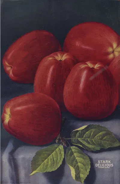 Stark Delicious by Stark Bro's Nurseries & Orchards Co., 1916 — digital art print download