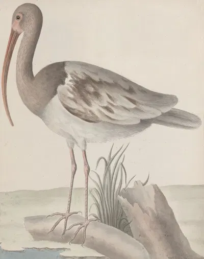 Natural history of Saint Domingue Pl.047 by René de Rabié, 1766 — digital art print download
