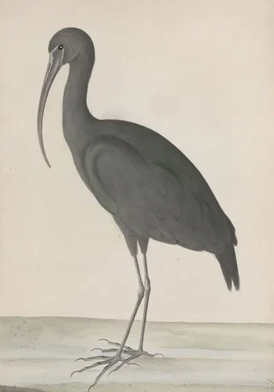 Natural history of Saint Domingue Pl.048 by René de Rabié, 1766 — digital art print download