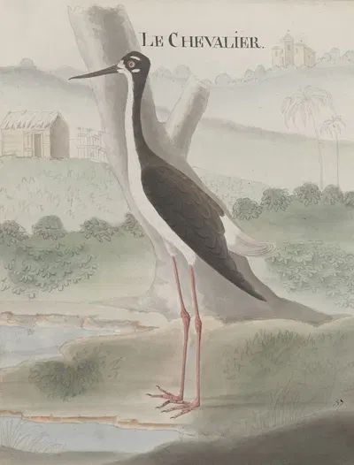 Natural history of Saint Domingue Pl.052 by René de Rabié, 1766 — digital art print download