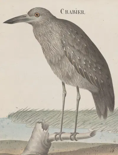 Natural history of Saint Domingue Pl.053 by René de Rabié, 1766 — digital art print download