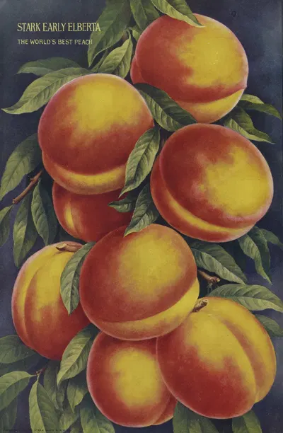 Stark Early Elberta by Stark Bro's Nurseries & Orchards Co., 1916 — digital art print download