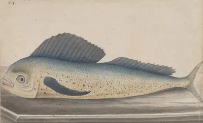 Natural history of Saint Domingue Pl.060 by René de Rabié, 1766 — digital art print download