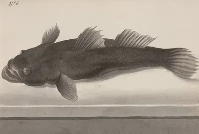 Natural history of Saint Domingue Pl.064 by René de Rabié, 1766 — digital art print download