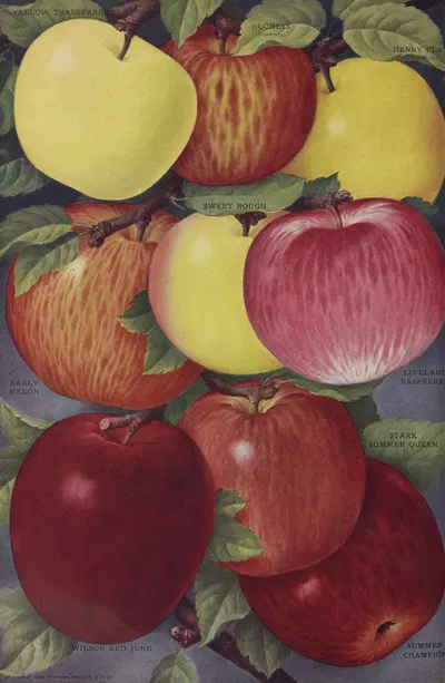 Apples by Stark Bro's Nurseries & Orchards Co., 1916 — digital art print download