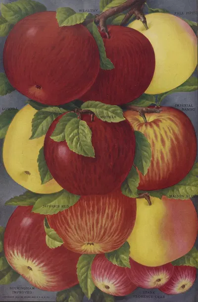 Apples by Stark Bro's Nurseries & Orchards Co., 1916 — digital art print download
