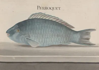 Natural history of Saint Domingue Pl.077 by René de Rabié, 1766 — digital art print download