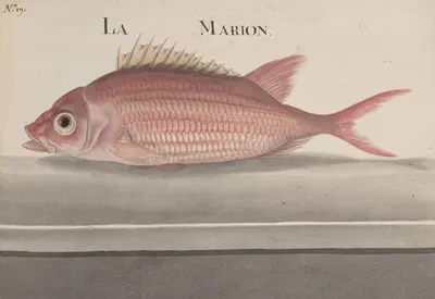 Natural history of Saint Domingue Pl.079 by René de Rabié, 1766 — digital art print download