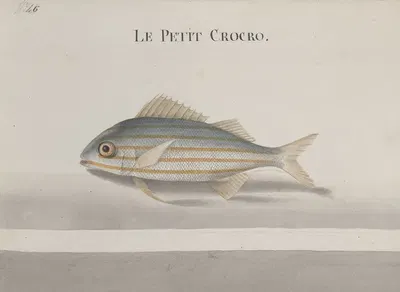 Natural history of Saint Domingue Pl.083 by René de Rabié, 1766 — digital art print download