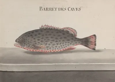Natural history of Saint Domingue Pl.084 by René de Rabié, 1766 — digital art print download